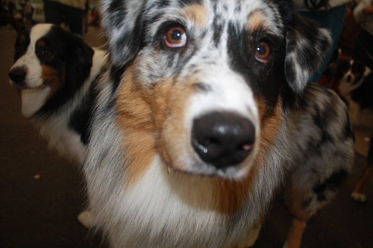 Australian Shepherd dog standing outdoors.