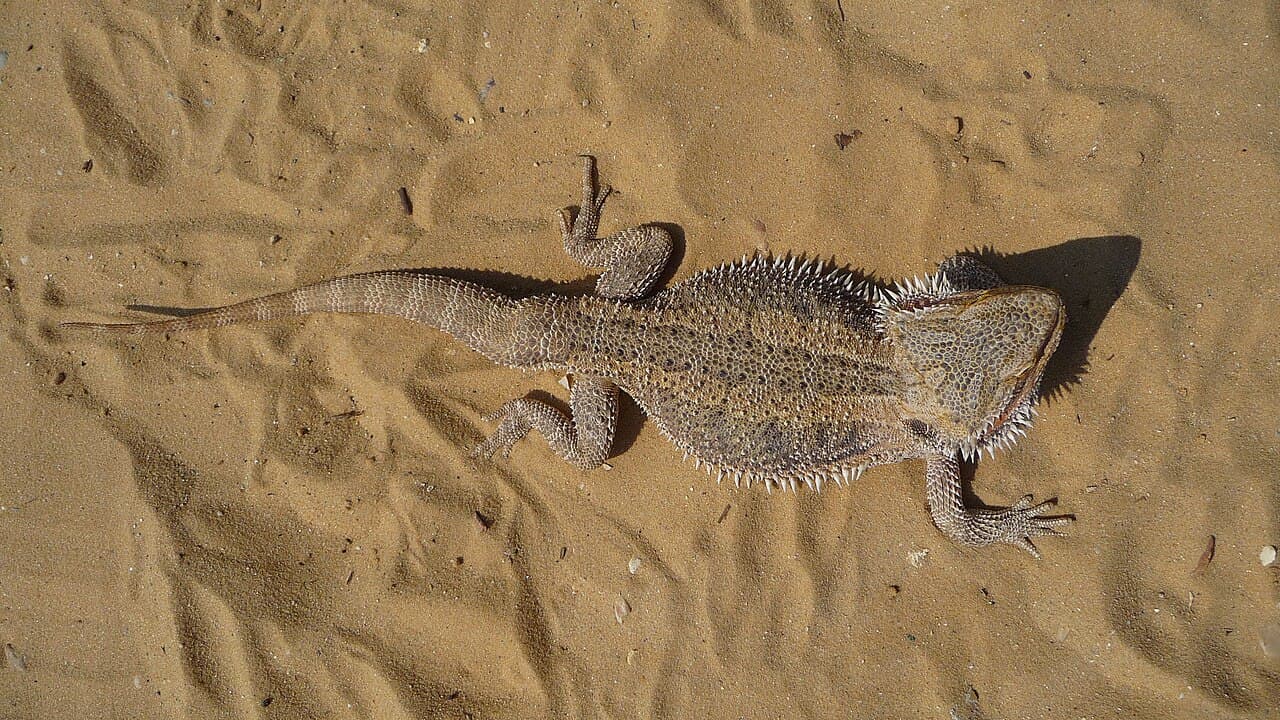 Bearded dragon basking calmly under a heat lamp.