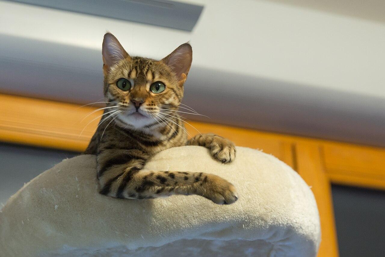 Bengal cat with rosetted golden coat.