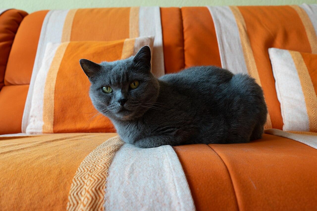 Blue-grey British Shorthair cat sitting calmly.