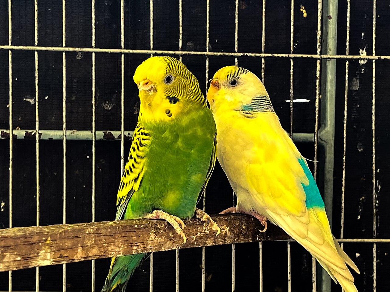 Green and yellow budgerigar perched in bright light.
