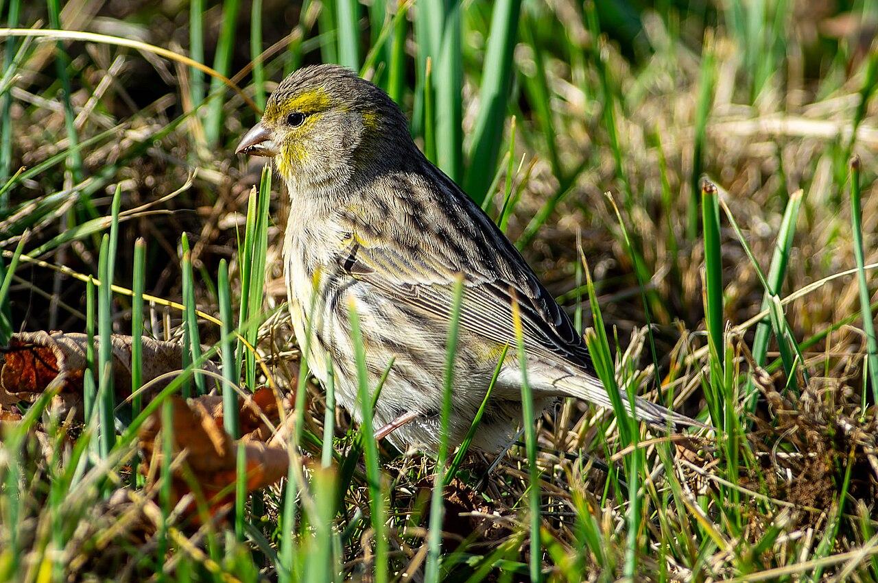 Yellow Atlantic canary perched on a branch.