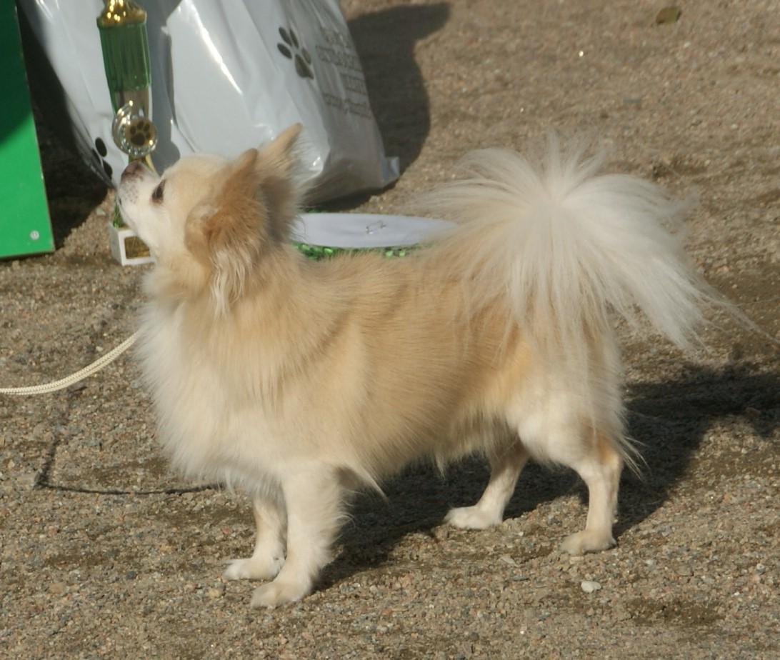Long-haired cream Chihuahua standing at a dog show.