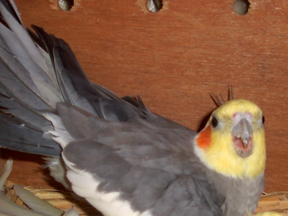 Grey cockatiel with yellow crest perched on a branch.