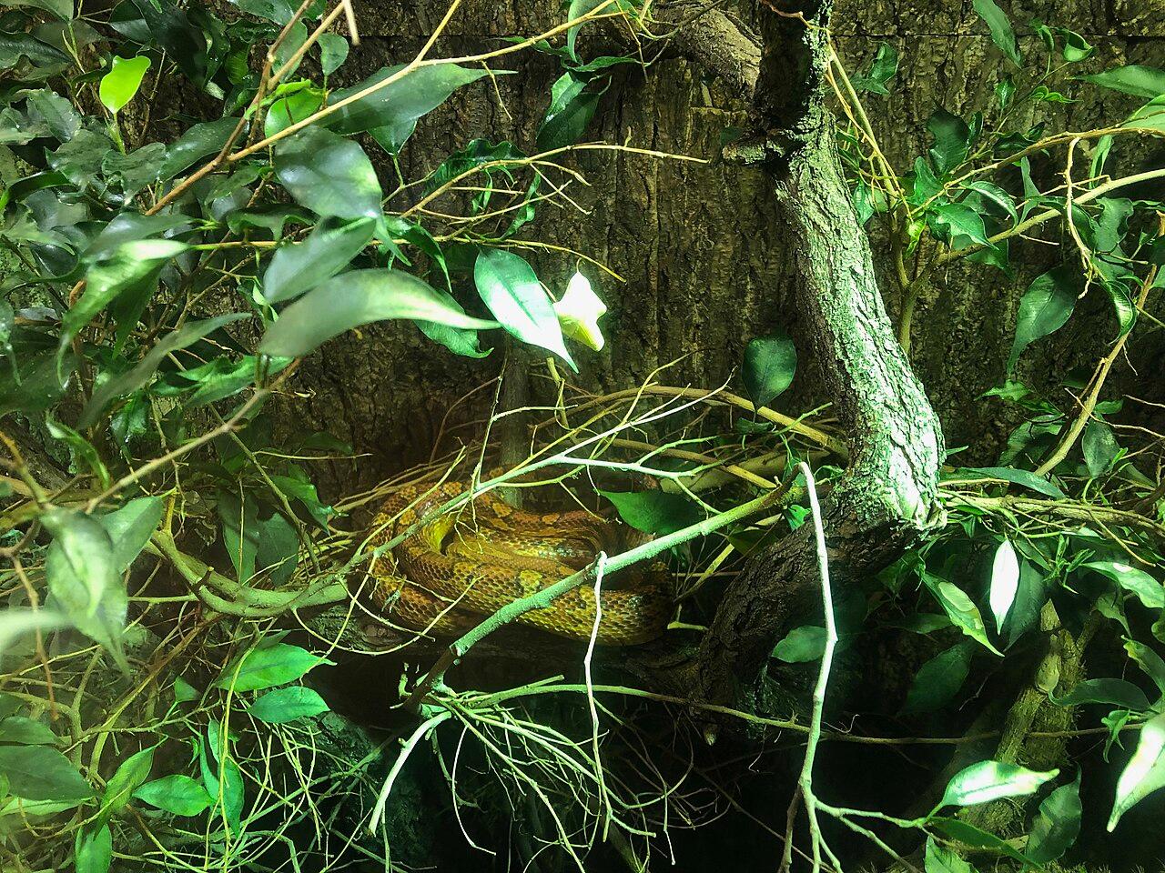 Orange corn snake coiled on a branch.