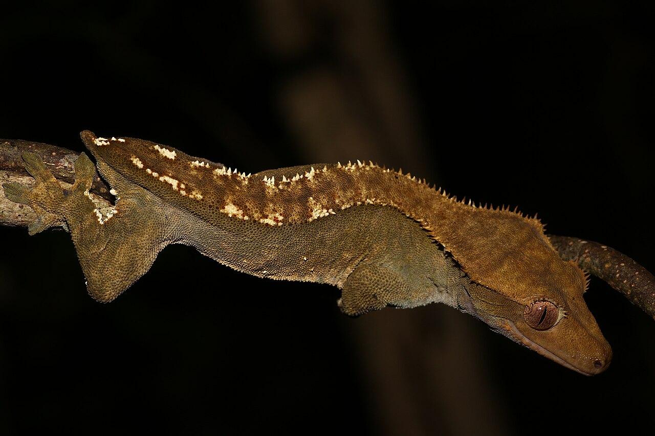 Crested gecko perched on a branch in a terrarium.