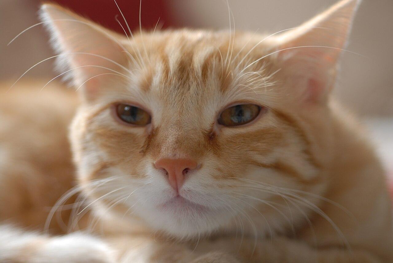 Tabby domestic shorthair cat portrait with green eyes.