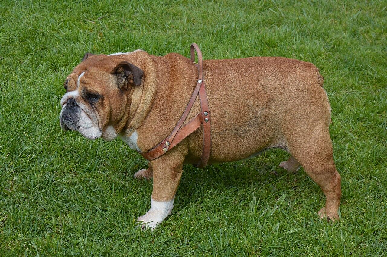 English Bulldog standing in profile.