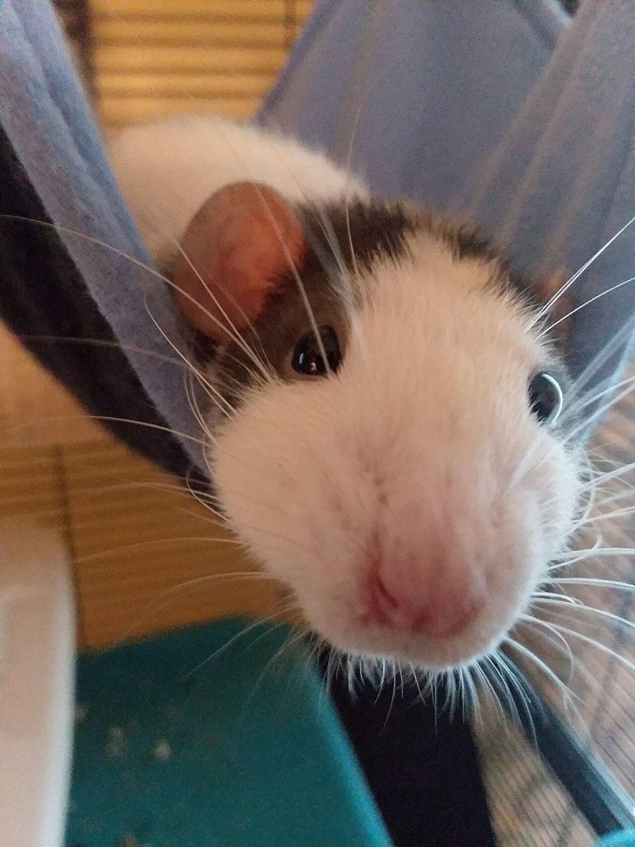 Pet fancy rat being held gently in hands.