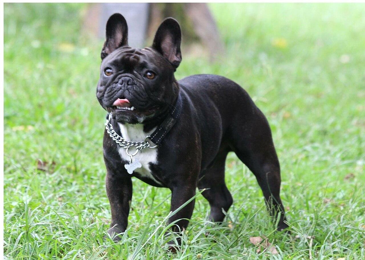Fawn French Bulldog male standing outdoors.