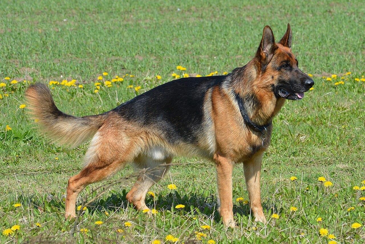 Adult German Shepherd dog standing alert.