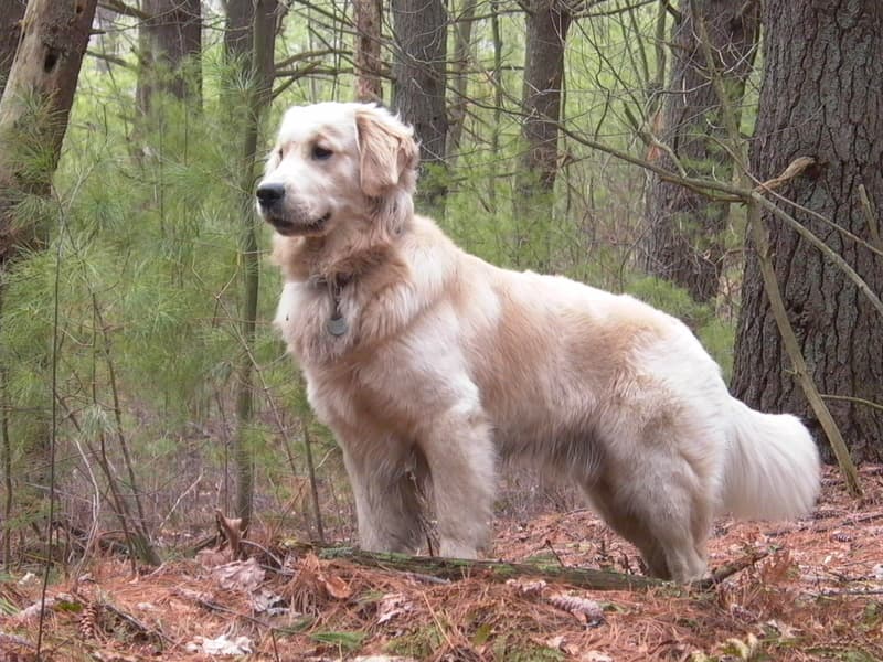 Golden Retriever standing in a field.