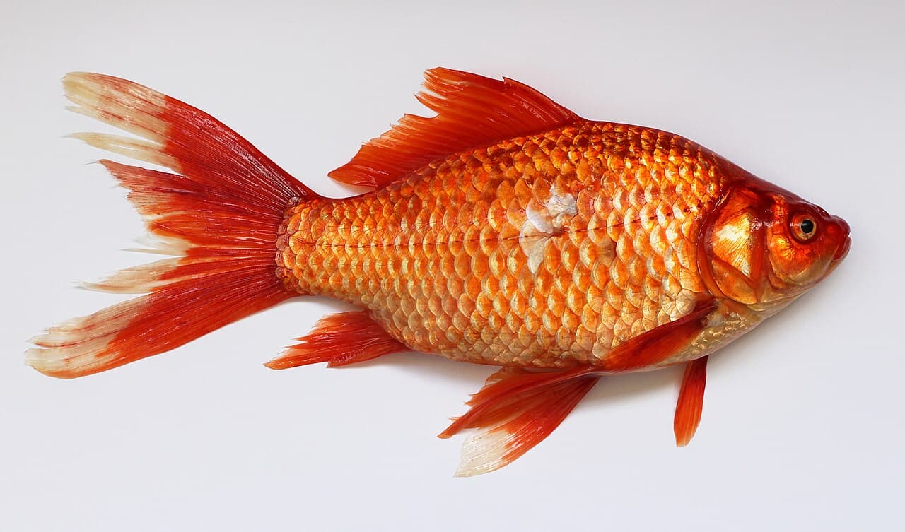 Orange common goldfish swimming in an aquarium.