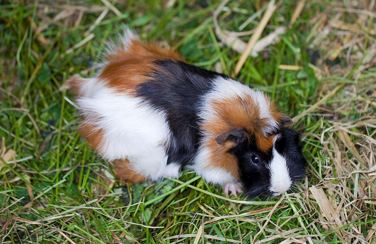 Two guinea pigs resting together in fresh hay.
