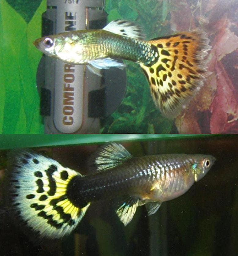Colourful male guppy fish swimming in an aquarium.