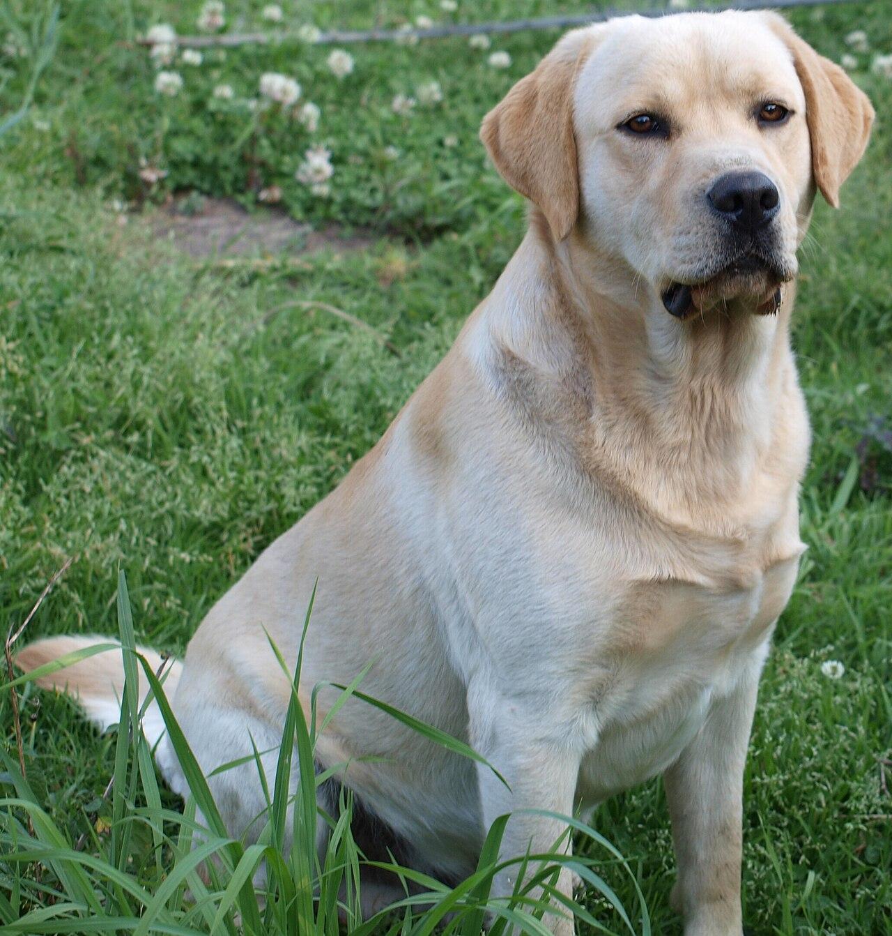 Yellow Labrador Retriever standing outdoors.