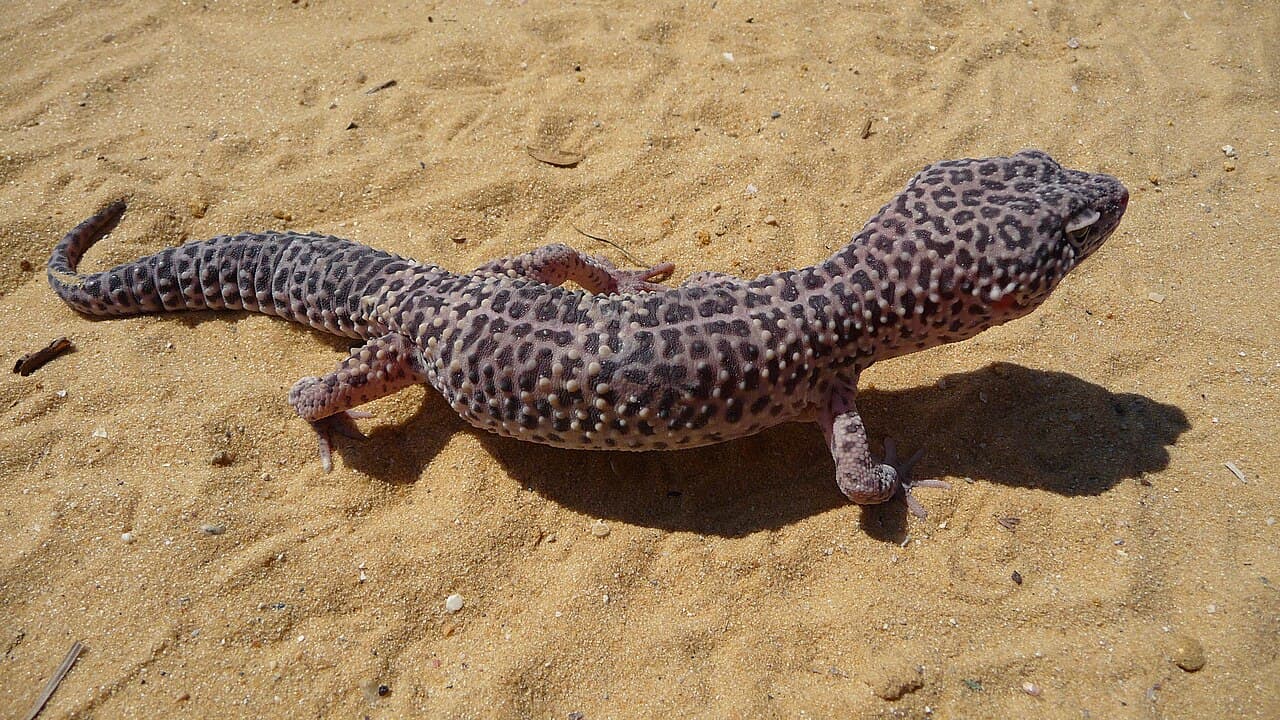 Leopard gecko with spotted pattern resting on sand.