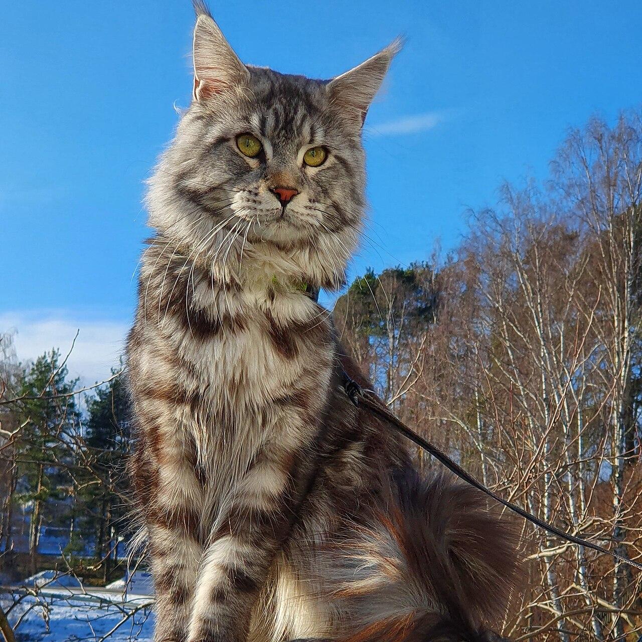 Large Maine Coon cat with tufted ears.