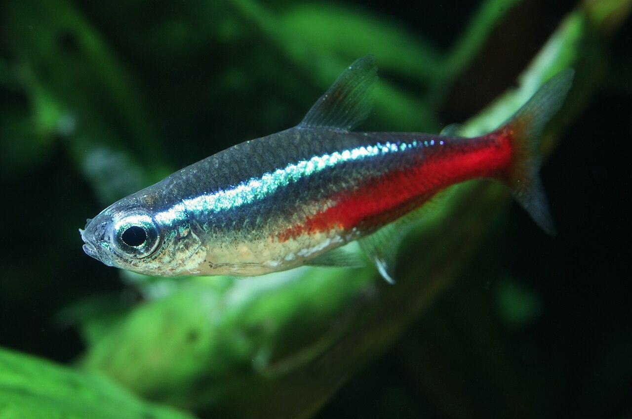 School of neon tetra fish with blue-red stripes in a planted tank.