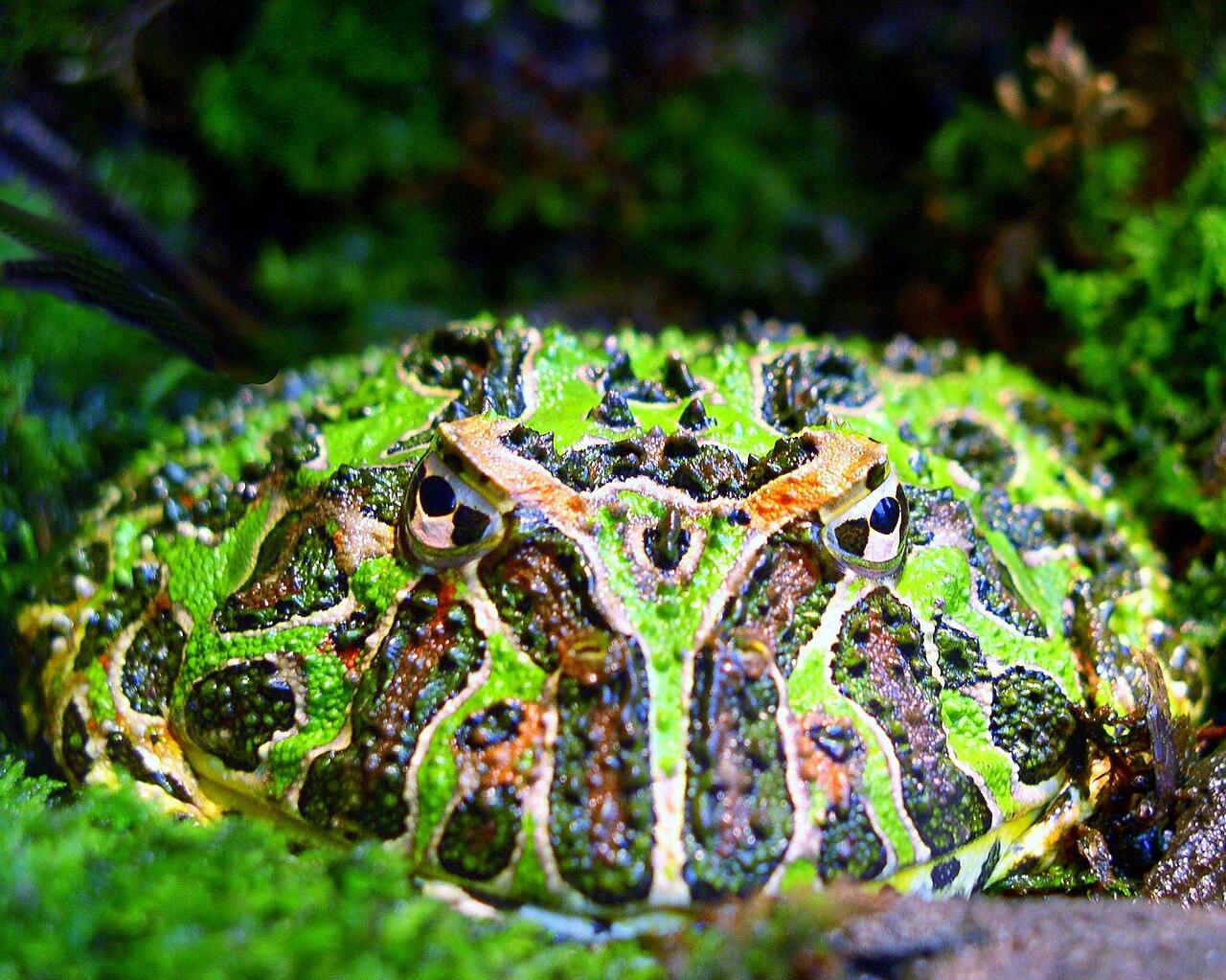Round ornate Pacman frog peeking from green moss.