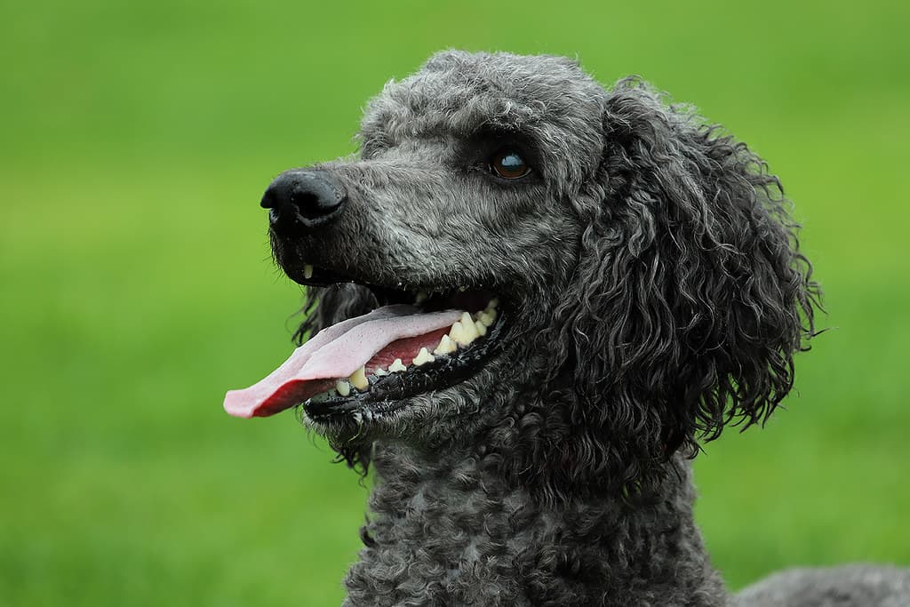 Grey Poodle portrait with curly coat against green grass.