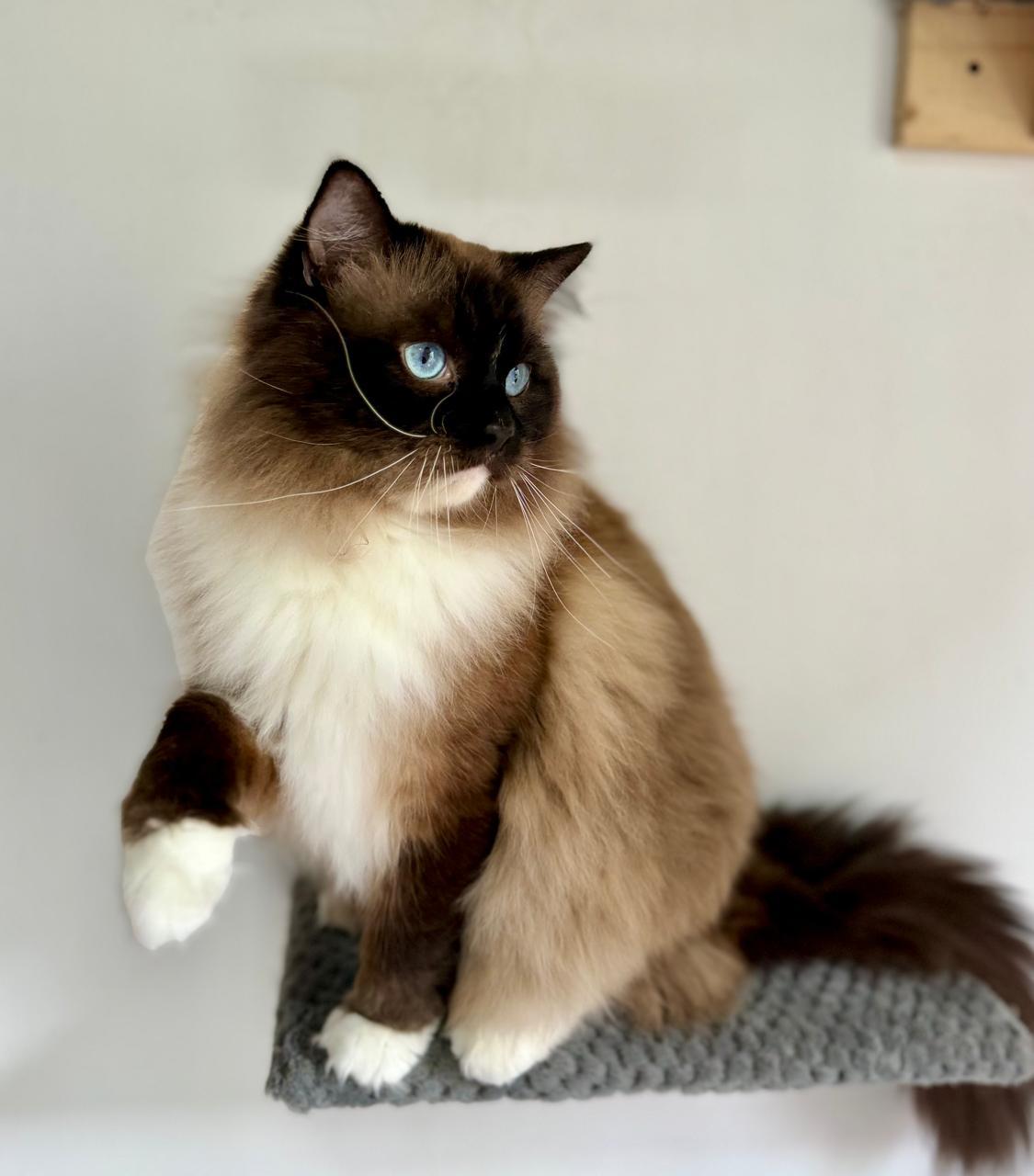 Seal-point Ragdoll cat with blue eyes.