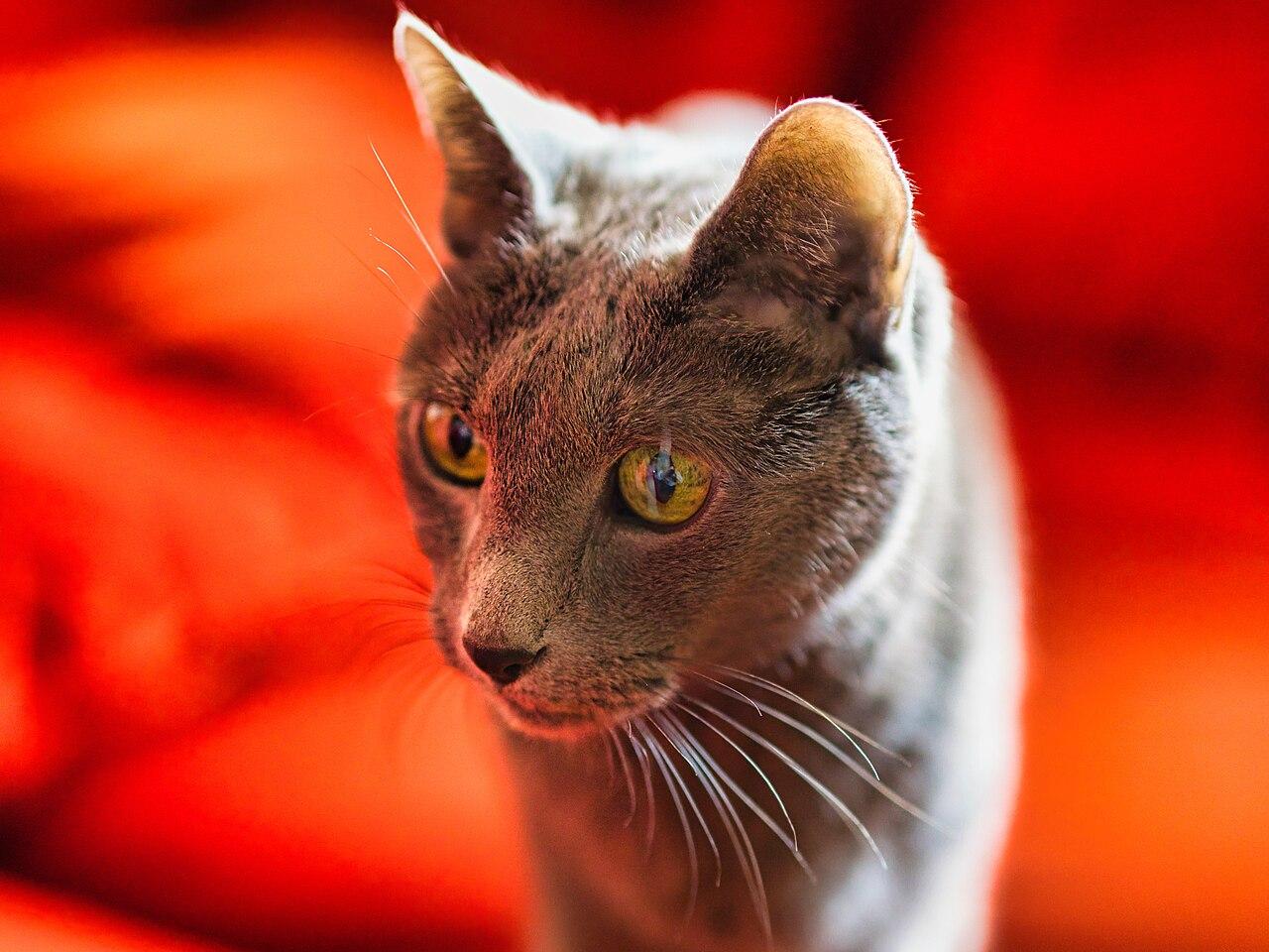 Russian Blue cat with silver-blue coat and green eyes.