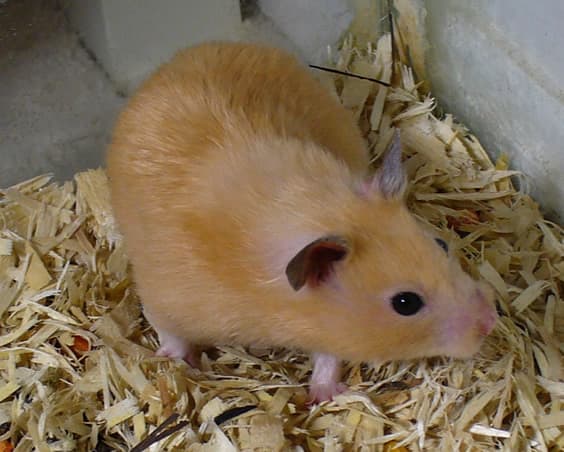 Golden Syrian hamster sitting in bedding.
