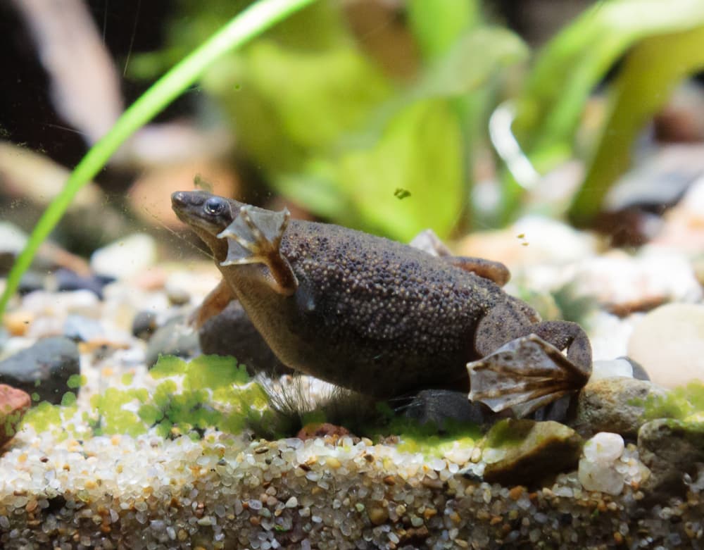 Small African dwarf frog swimming in an aquarium.