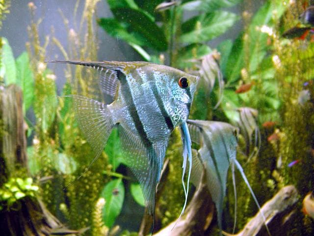 Angelfish swimming in a planted aquarium.