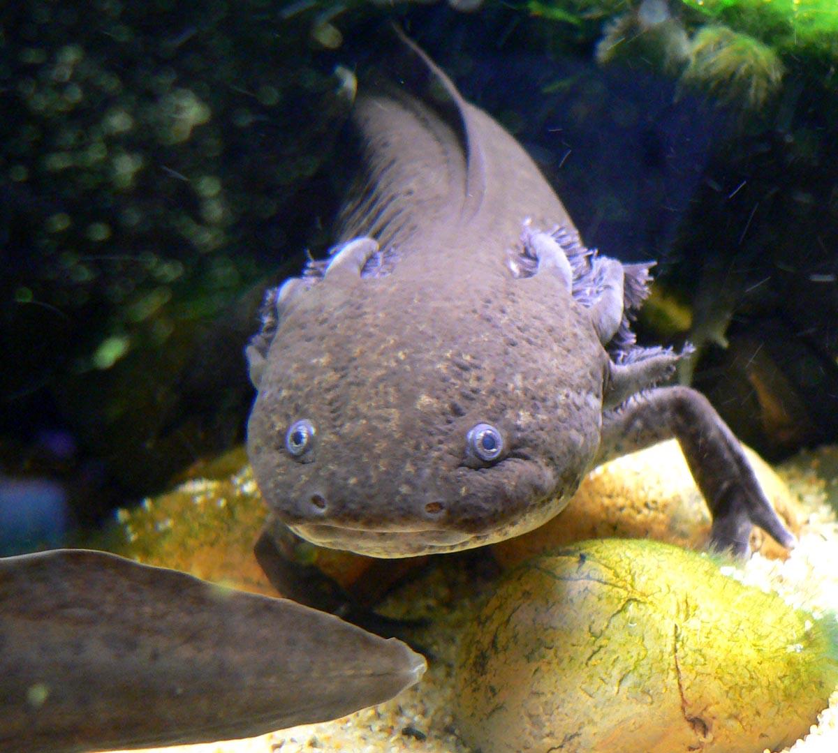 Pink axolotl with frilly gills in an aquarium.