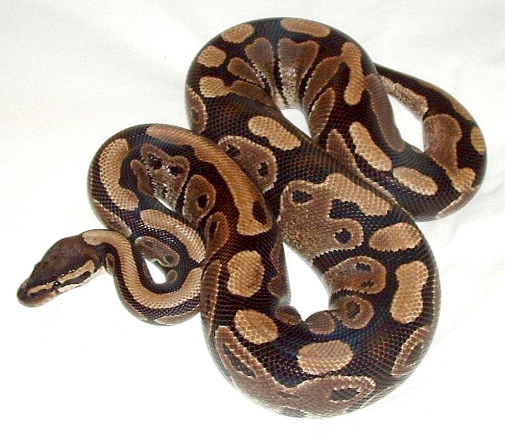 Ball python with brown and tan pattern resting coiled.
