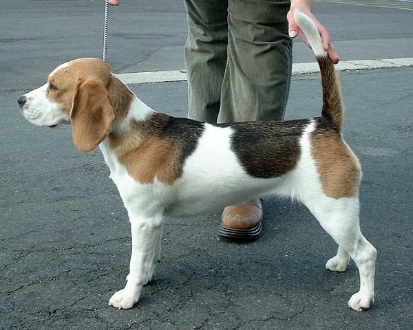 Adult Beagle standing outdoors.