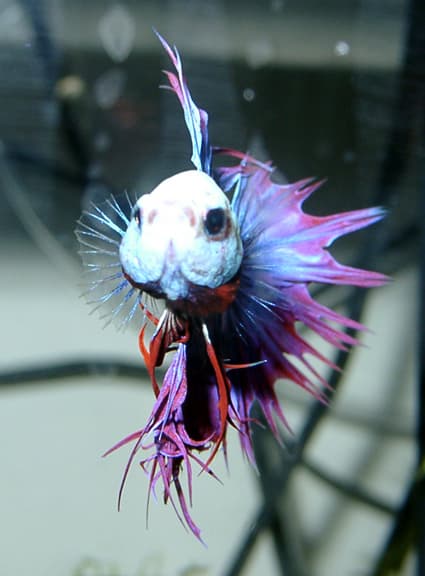 Red and blue betta fish with flowing fins in a planted tank.