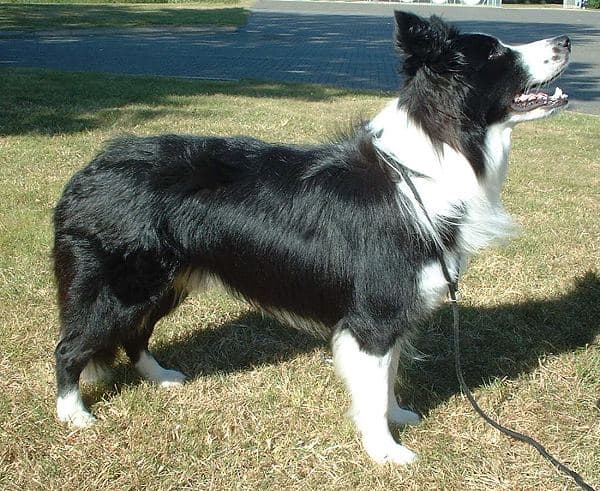 Border Collie standing outdoors.