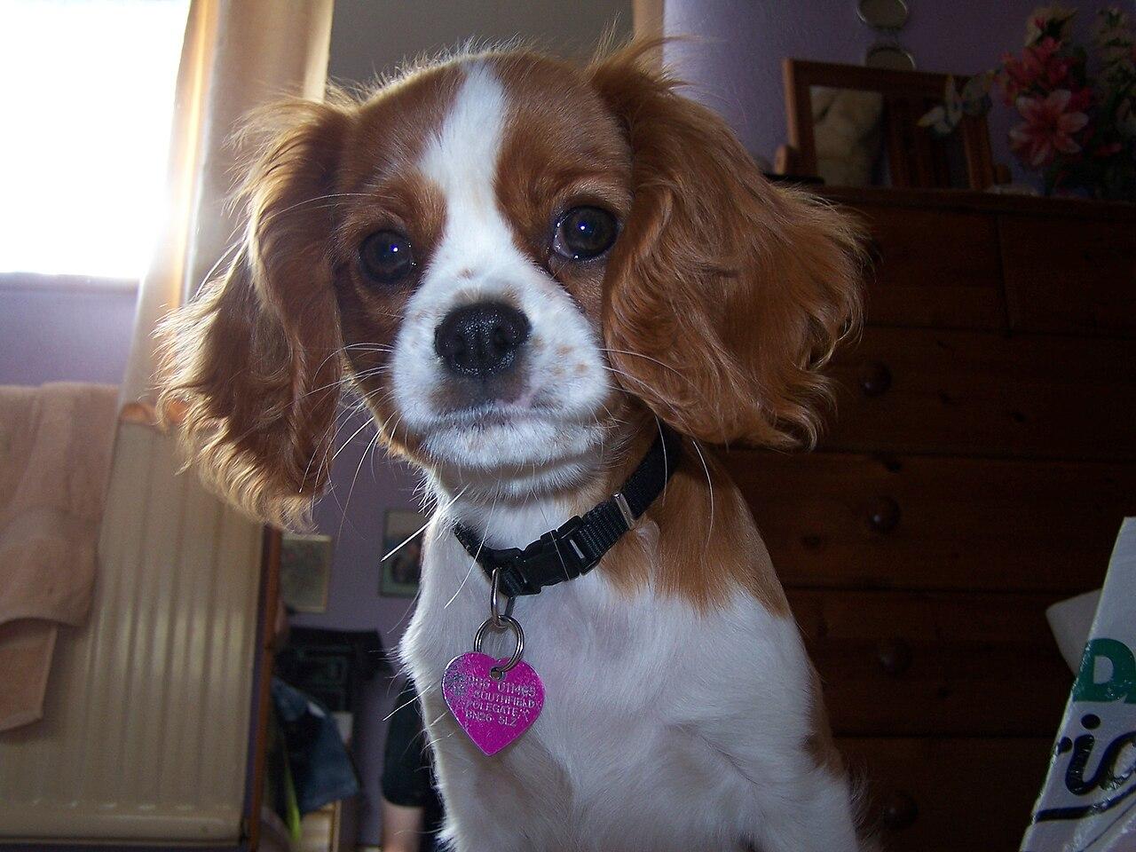 Blenheim Cavalier King Charles Spaniel looking at the camera indoors.