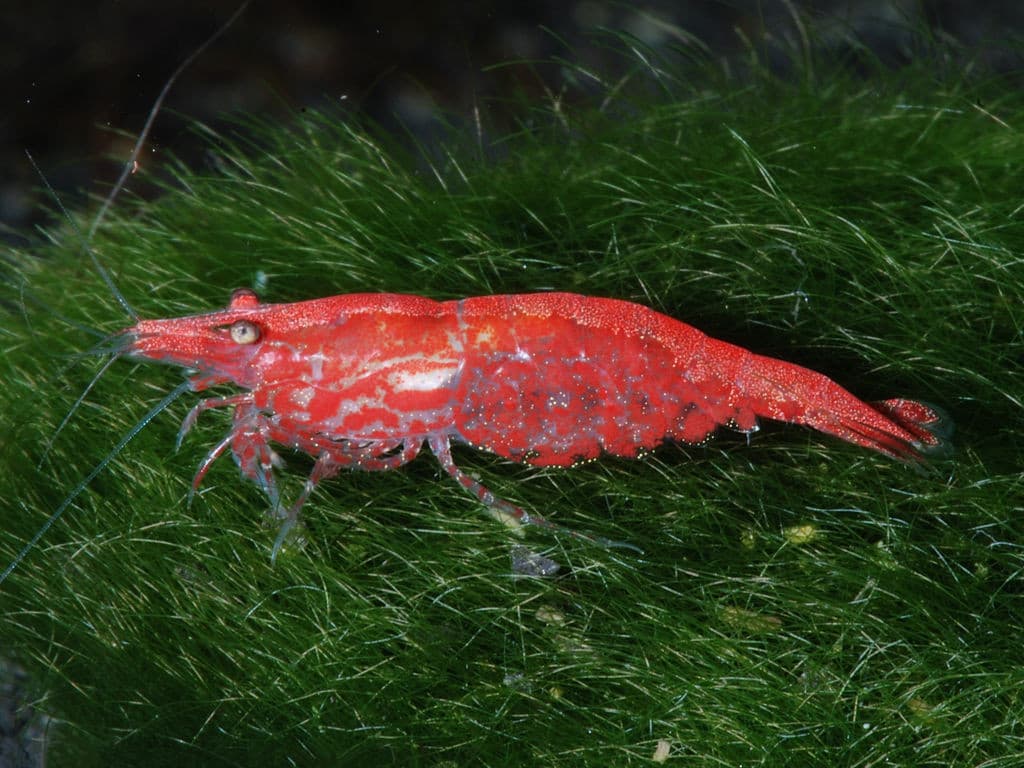 Red cherry shrimp grazing on aquarium plants.