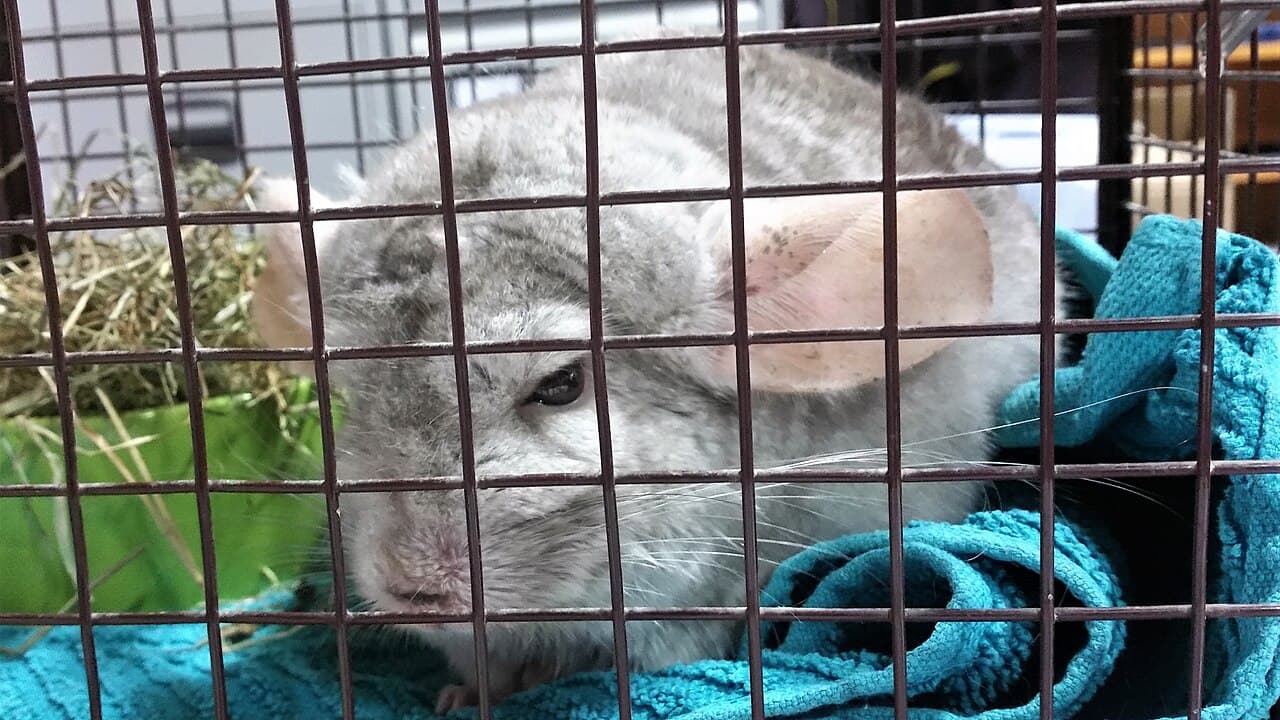 Pet chinchilla sitting with dense grey fur.