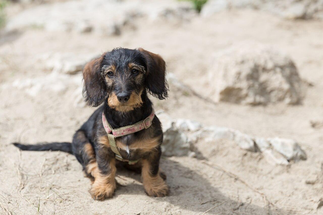 Short-haired Dachshund standing outdoors.
