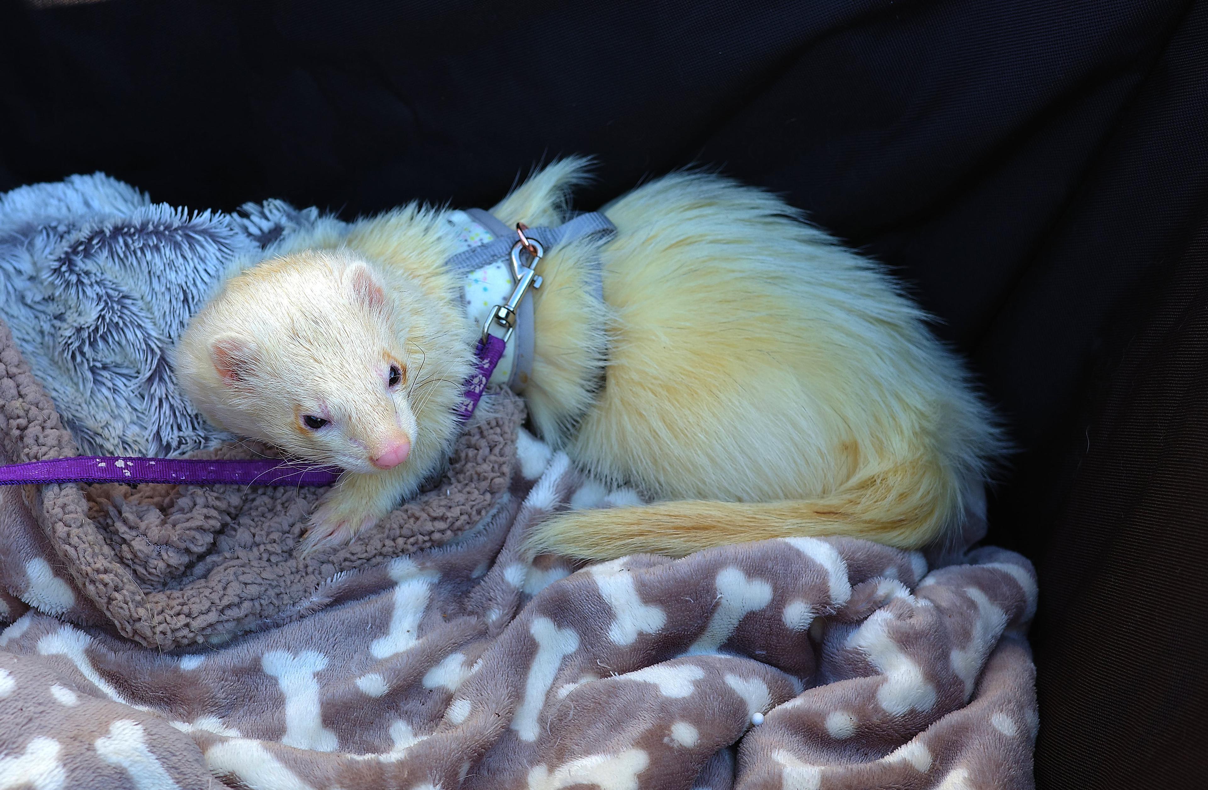 Cream-coloured pet ferret in a harness resting on blankets.