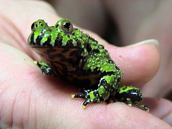 Fire-bellied toad with bumpy green-and-black back resting in a hand.