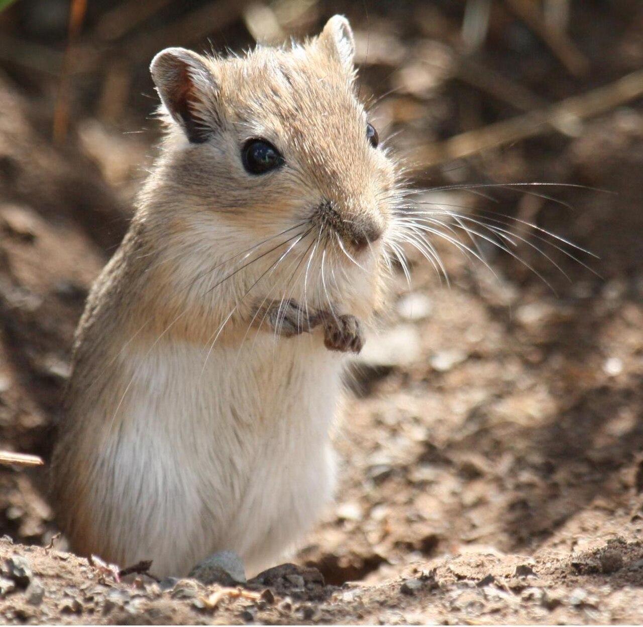 Mongolian gerbil sitting upright on bedding.