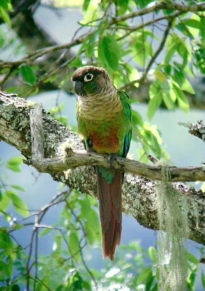 Green-cheeked conure perched on a branch.