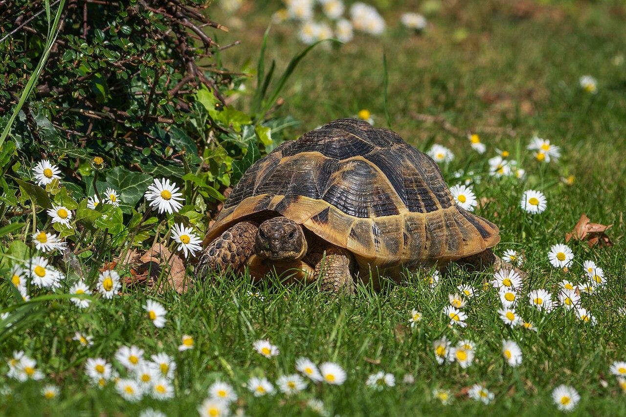 Hermann's tortoise grazing among daisies in a sunny garden.
