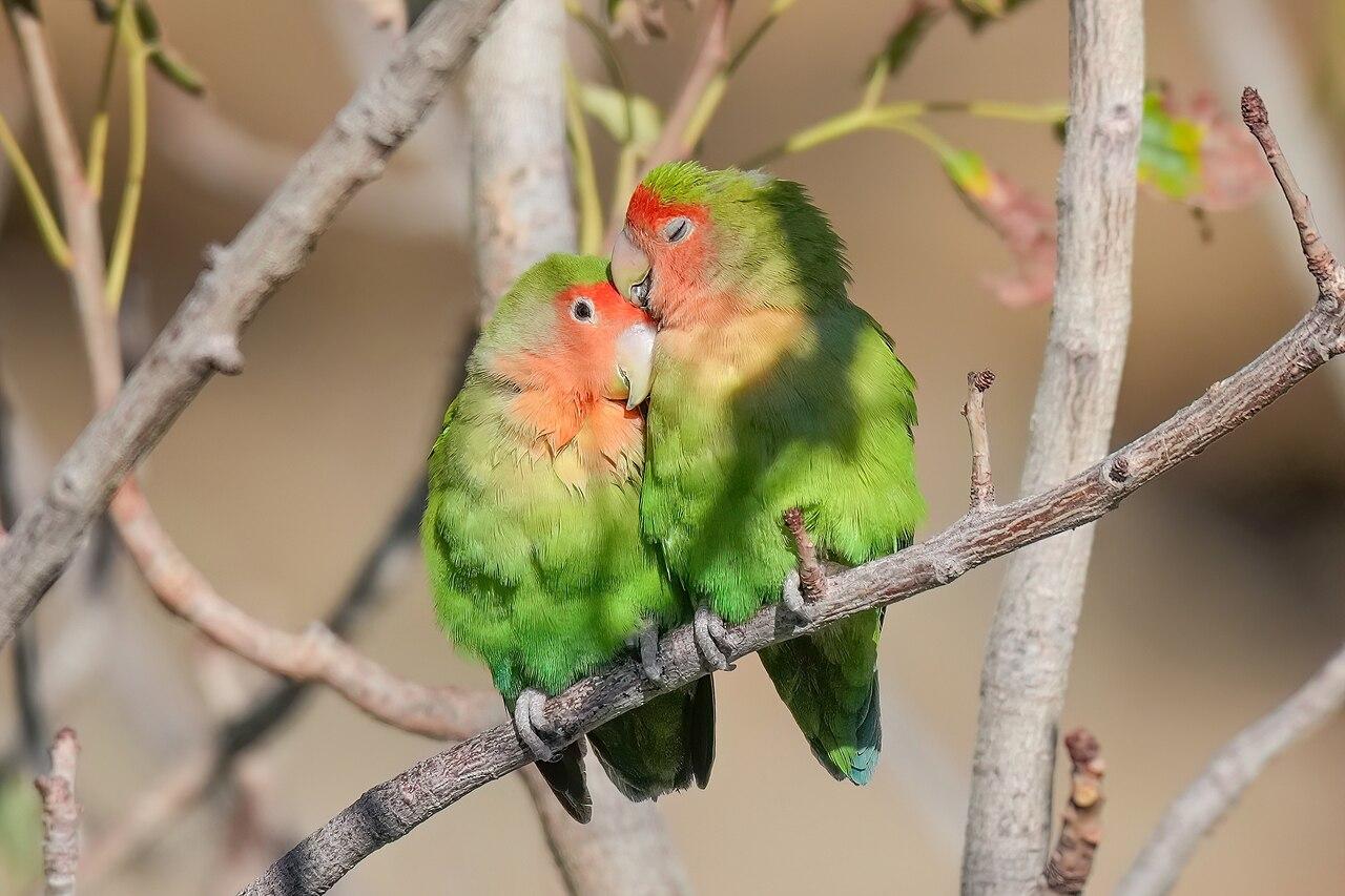 Pair of lovebirds perched close together.