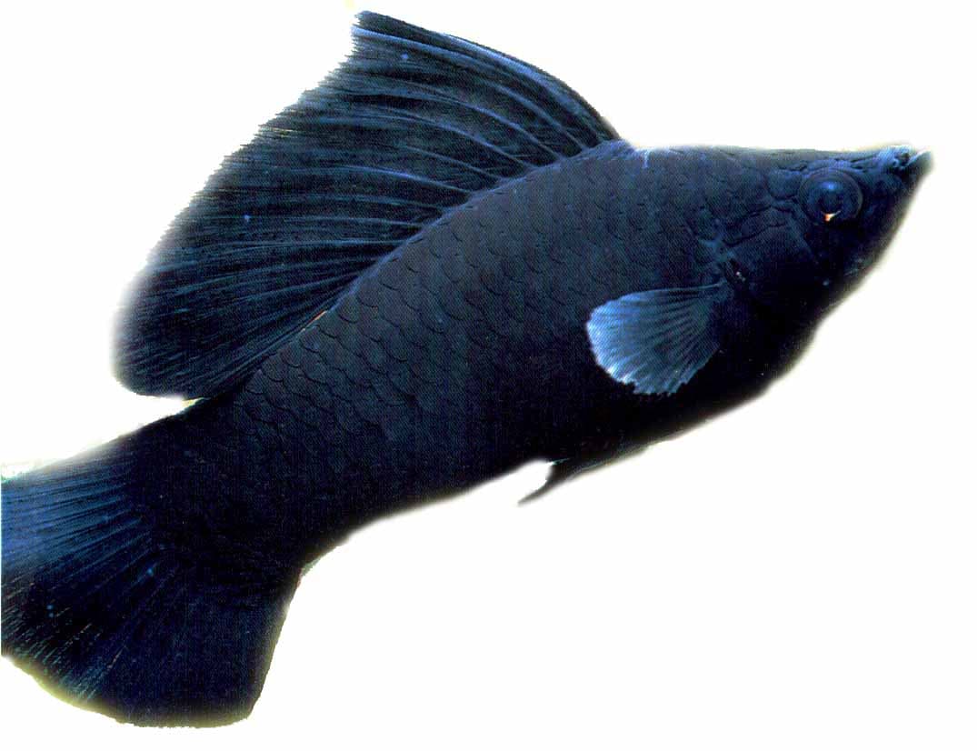 Black sailfin molly showing its tall dorsal fin.