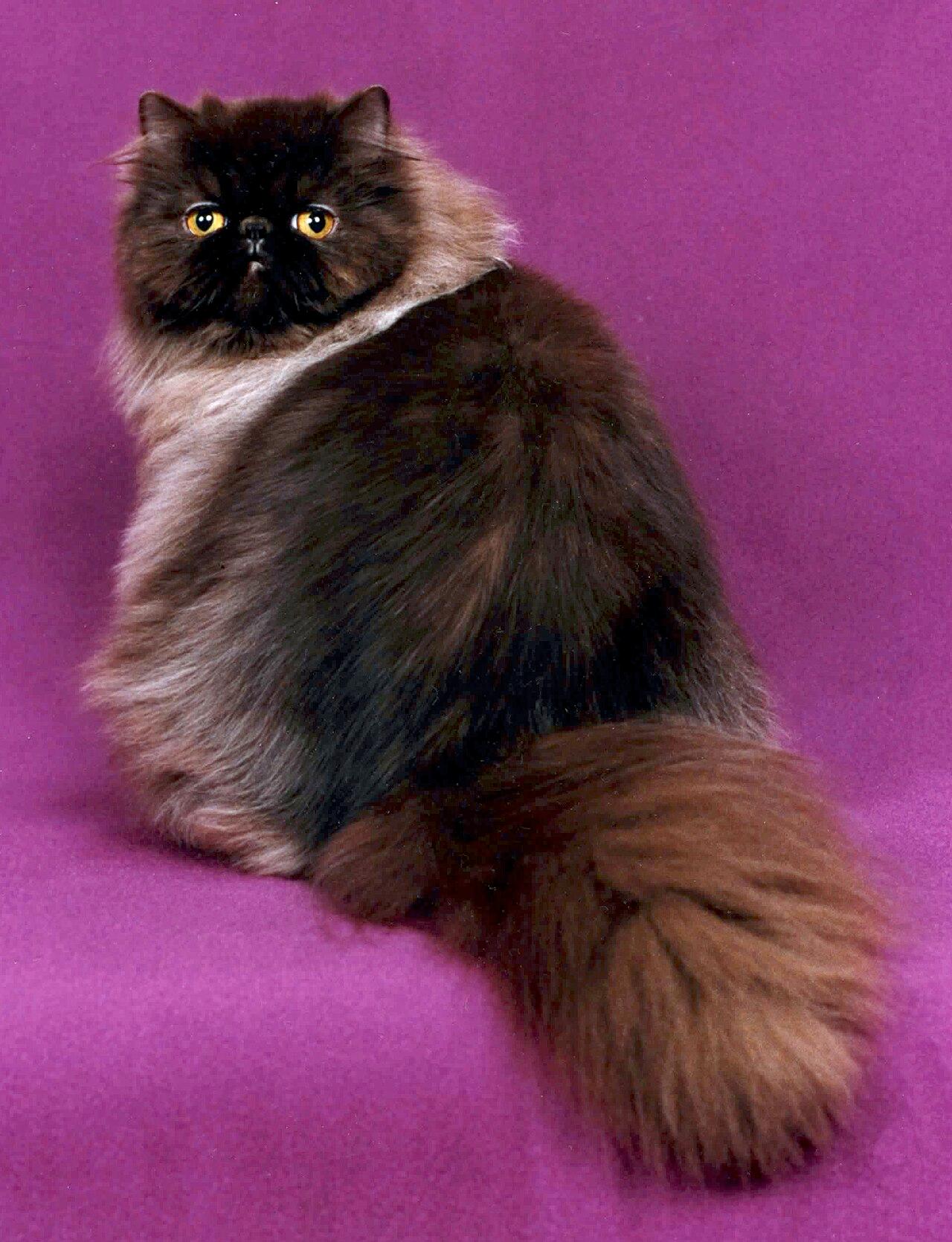 Chocolate Persian show cat with flowing long coat.