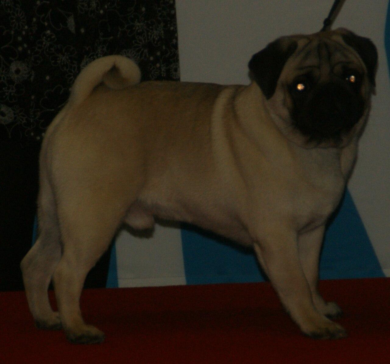 Fawn Pug standing outdoors.