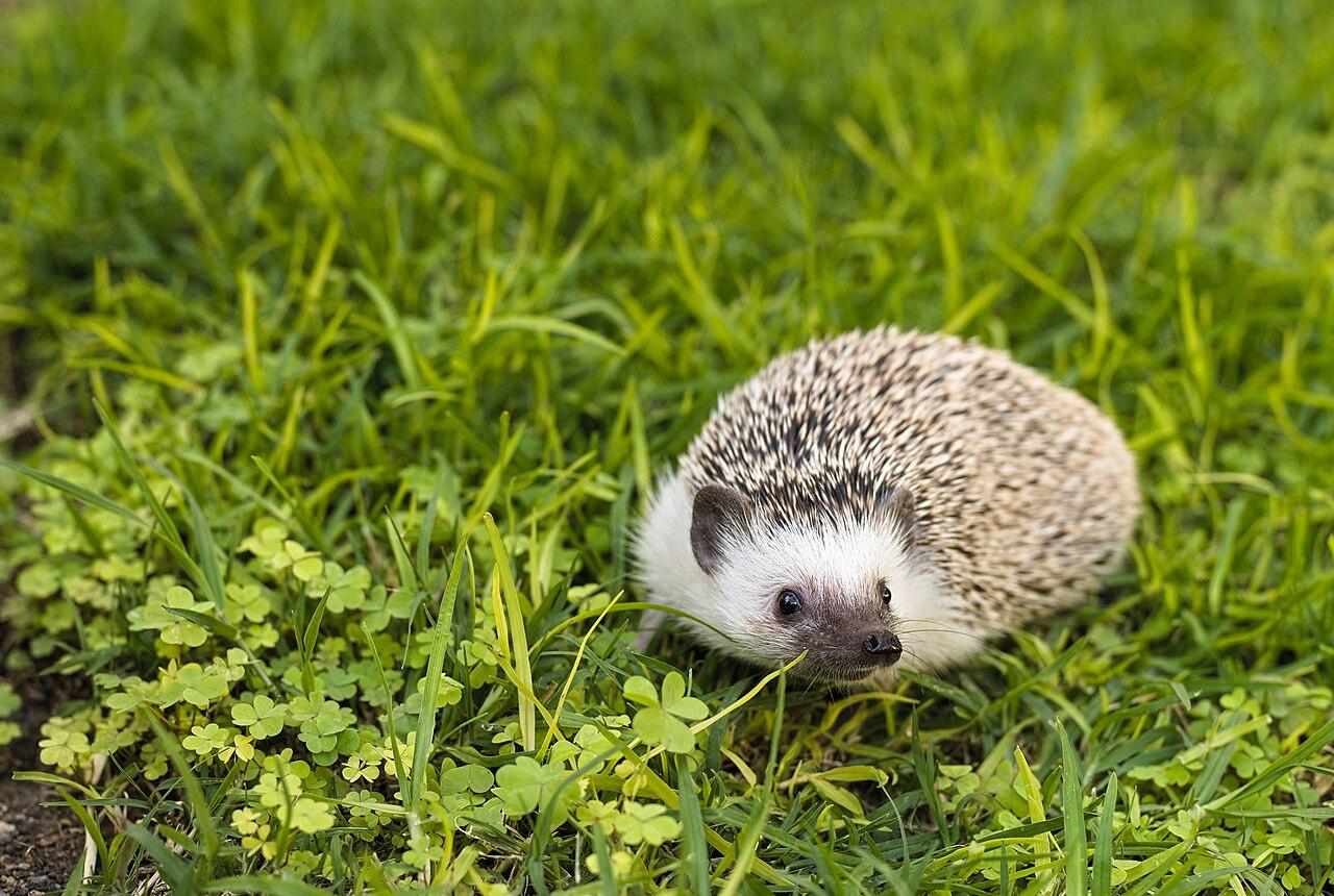 African pygmy hedgehog exploring green grass outdoors.