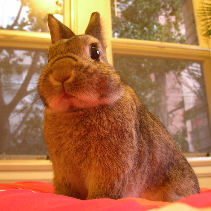Netherland Dwarf rabbit sitting in straw.